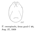 Testudinella emarginula