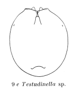 Testudinella emarginula