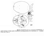 Testudinella emarginula