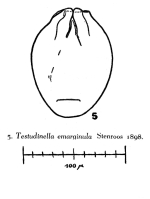 Testudinella emarginula