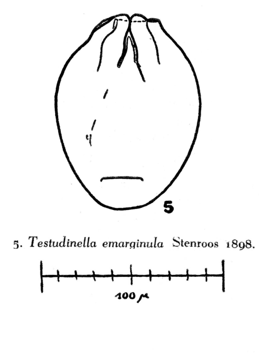 Testudinella emarginula Testudinella emarginula