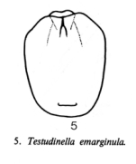 Testudinella emarginula