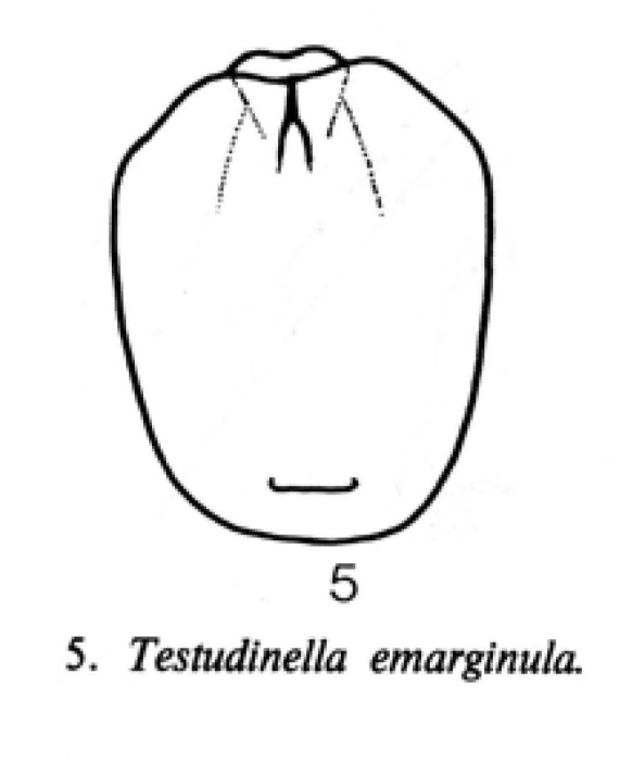 Testudinella emarginula Testudinella emarginula