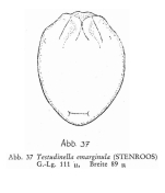 Testudinella emarginula
