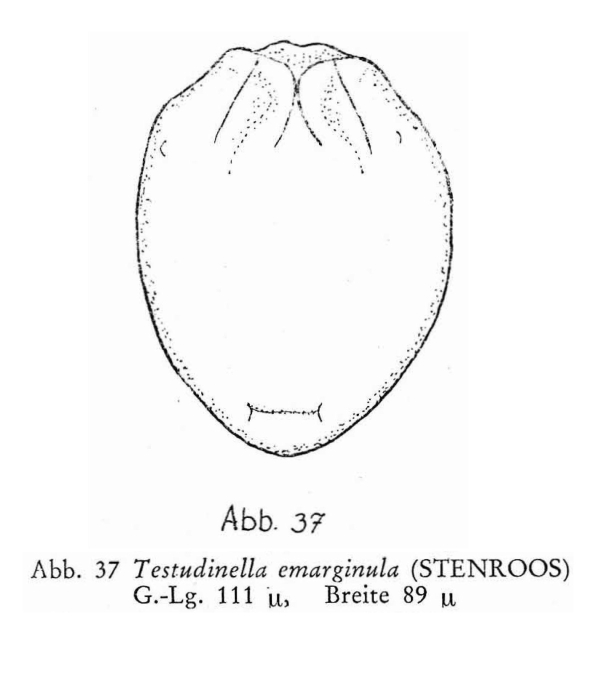 Testudinella emarginula Testudinella emarginula