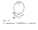 Testudinella emarginula