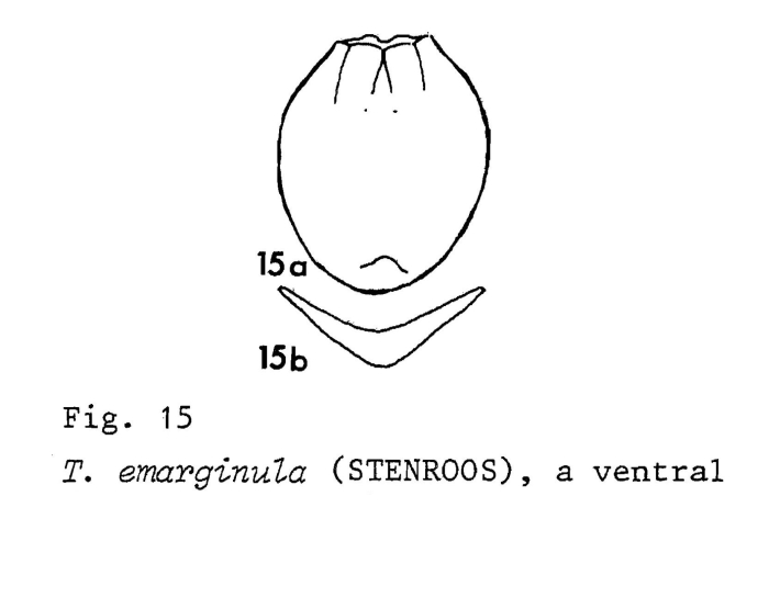 Testudinella emarginula Testudinella emarginula