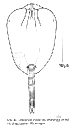 Testudinella emarginula