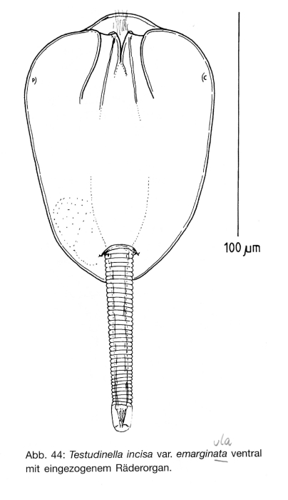 Testudinella emarginula Testudinella emarginula