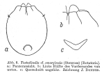 Testudinella emarginula