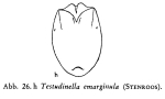 Testudinella emarginula