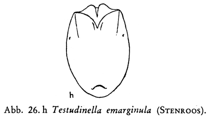 Testudinella emarginula Testudinella emarginula