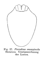 Testudinella emarginula