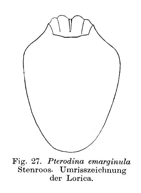Testudinella emarginula Testudinella emarginula