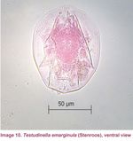 Testudinella emarginula