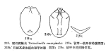 Testudinella emarginula