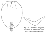 Testudinella emarginula