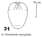 Testudinella emarginula