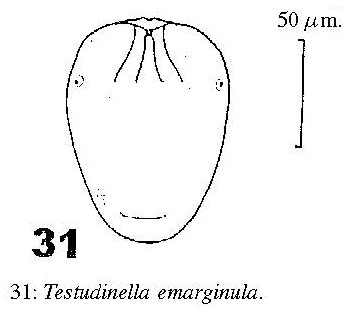 Testudinella emarginula Testudinella emarginula