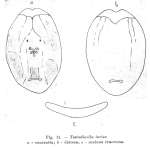 Testudinella emarginula
