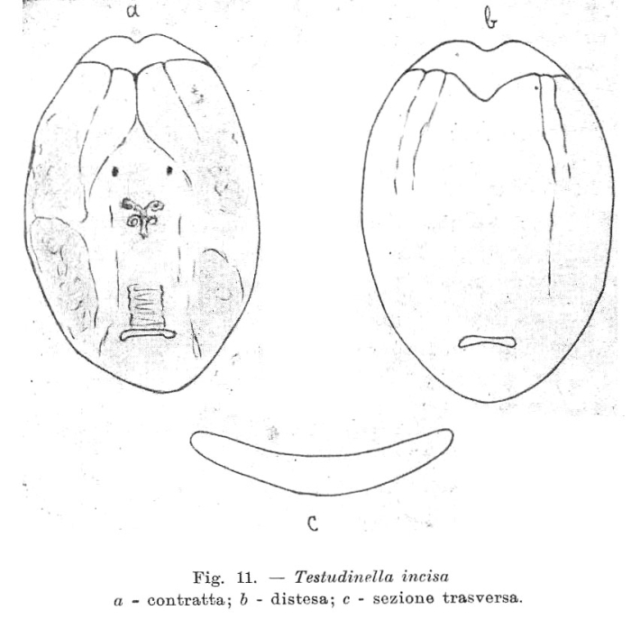 Testudinella emarginula Testudinella emarginula