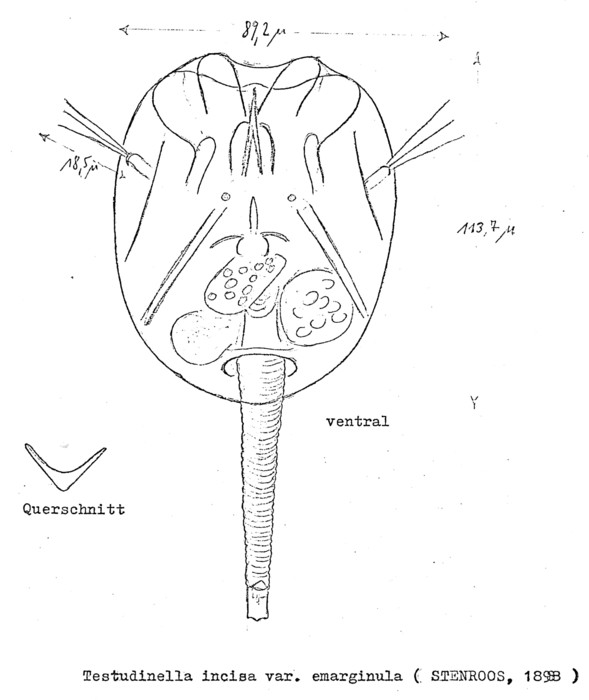 Testudinella emarginula Testudinella emarginula