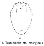 Testudinella emarginula