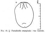 Testudinella emarginula