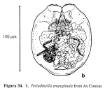 Testudinella emarginula