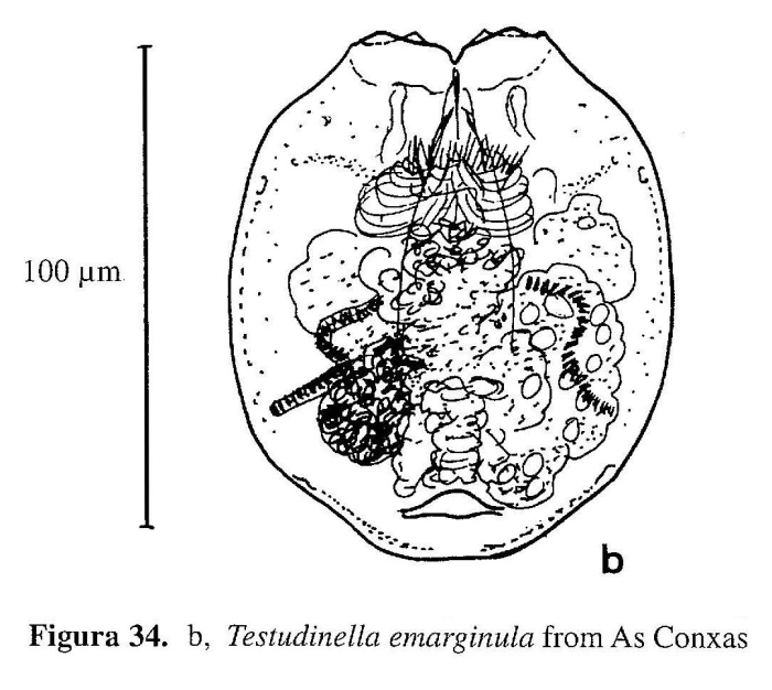 Testudinella emarginula Testudinella emarginula