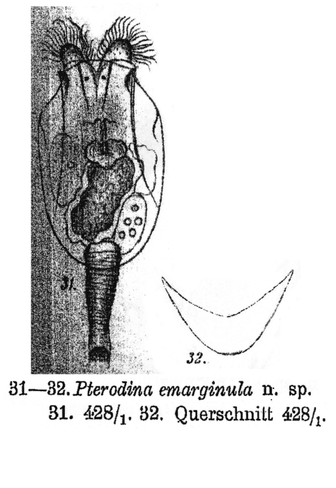 Testudinella emarginula - Original description image