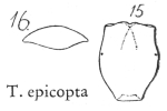 Testudinella epicopta