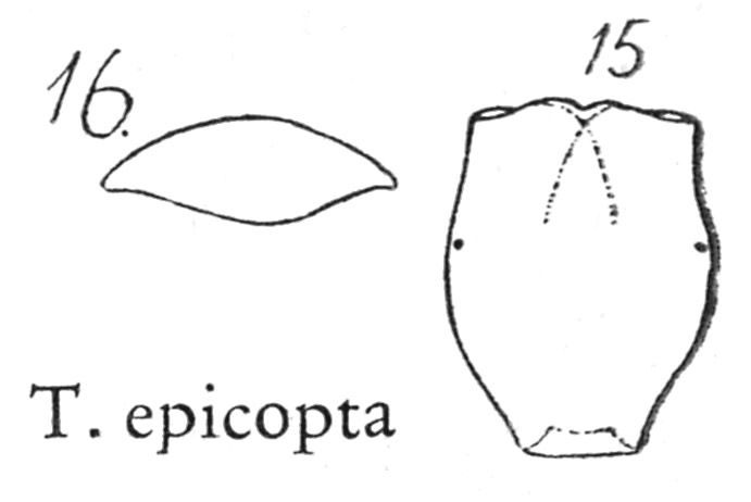 Testudinella epicopta Testudinella epicopta