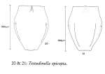 Testudinella epicopta
