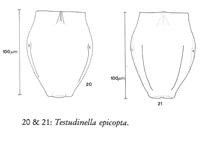 Testudinella epicopta Testudinella epicopta