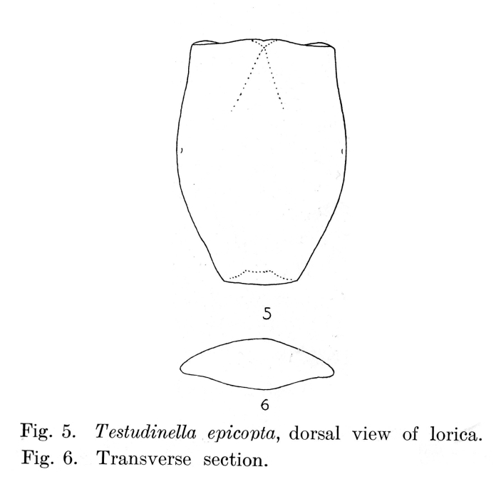 Testudinella epicopta Testudinella epicopta