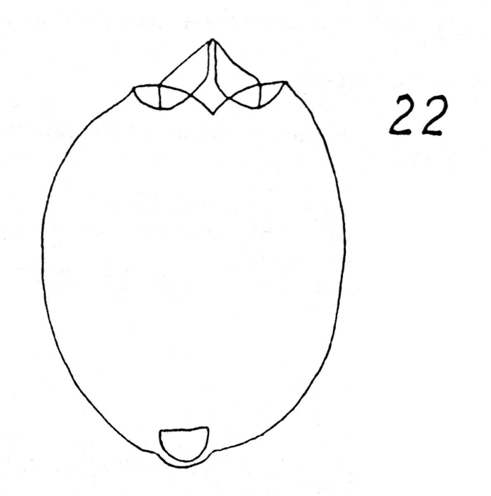 Testudinella gillardi - Original description image