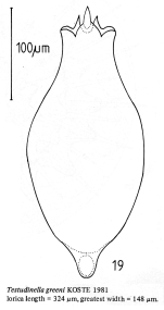 Testudinella greeni