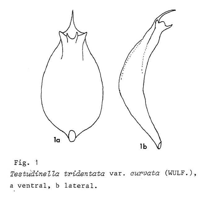 Testudinella tridentata f. curvata