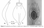 Testudinella greeni