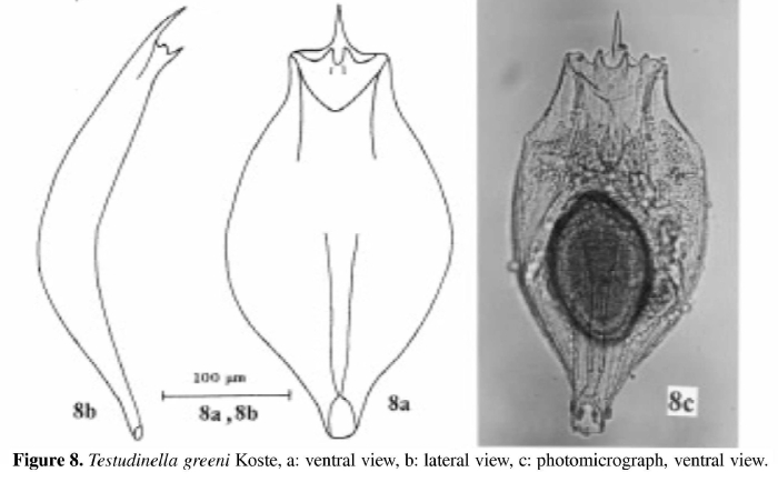 Testudinella greeni Testudinella greeni