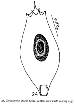 Testudinella greeni