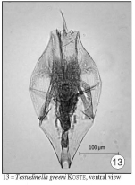 Testudinella greeni