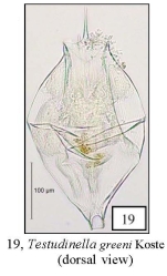 Testudinella greeni
