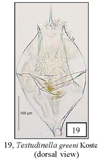 Testudinella greeni Testudinella greeni