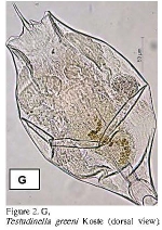 Testudinella greeni