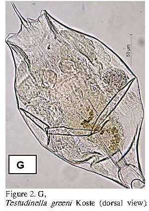 Testudinella greeni Testudinella greeni