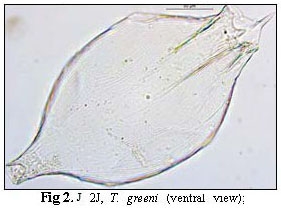 Testudinella greeni Testudinella greeni