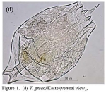 Testudinella greeni