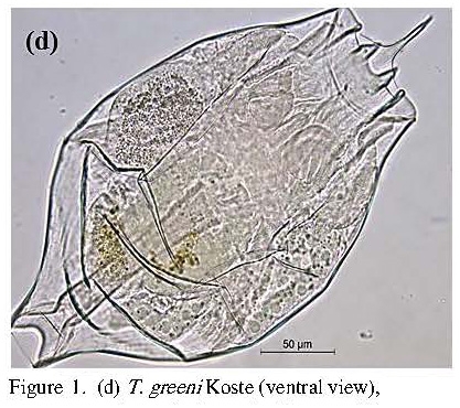 Testudinella greeni Testudinella greeni
